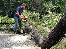 Trusted La Luz, NM  Tree Services Experts